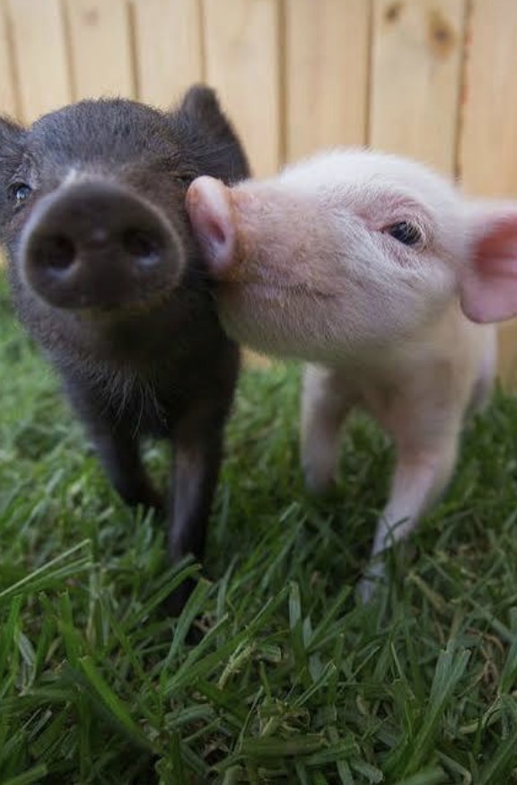 Pot belly pigs in the Citrus Manor backyard